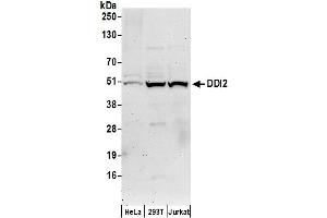 Western Blotting (WB) image for anti-DNA-Damage Inducible 1 Homolog 2 (DDI2) (AA 335-385) antibody (ABIN7450159)