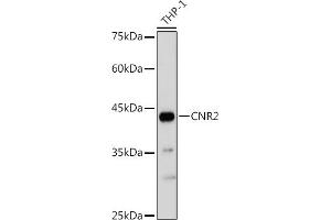 Western blot analysis of extracts of THP-1 cells, using CNR2 antibody (ABIN6133637, ABIN6138796, ABIN6138797 and ABIN6218862) at 1:1000 dilution. (CNR2 antibody  (AA 1-100))
