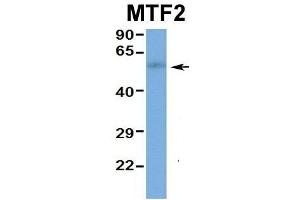 Hum. (MTF2 antibody  (Middle Region))