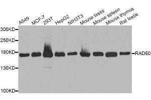 Western blot analysis of extracts of various cell lines, using RAD50 antibody. (RAD50 antibody  (AA 1-100))