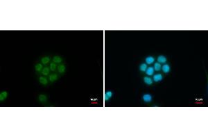 ICC/IF Image C11orf54 antibody detects C11orf54 protein at nucleus by immunofluorescent analysis.