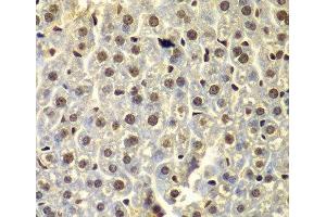 Immunohistochemistry of paraffin-embedded Mouse liver using SSX5 Polyclonal Antibody at dilution of 1:100 (40x lens). (SSX5 antibody)