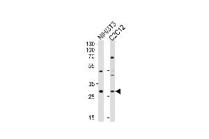 Western blot analysis of lysates from mouse NIH/3T3, C2C12 cell line (from left to right), using Mouse Hoxc9 Antibody at 1:1000 at each lane. (HOXC9 antibody  (AA 101-129))