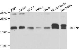 Western blot analysis of extract of various cells, using CETN1 antibody. (Centrin 1 antibody)