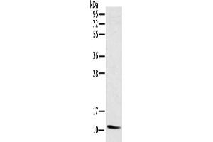 Gel: 10 % SDS-PAGE, Lysate: 40 μg, Lane: Mouse heart tissue, Primary antibody: ABIN7130367(NDUFA3 Antibody) at dilution 1/250, Secondary antibody: Goat anti rabbit IgG at 1/8000 dilution, Exposure time: 4 minutes (NDUFA3 antibody)