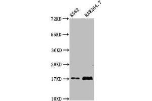 Western Blot Positive WB detected in: K562 whole cell lysate, RAW264. (VAMP4 antibody  (AA 1-115))