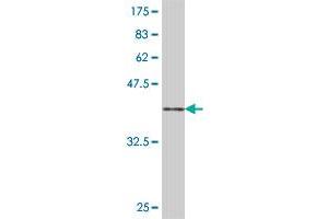 Western Blot detection against Immunogen (36. (GRSF1 antibody  (AA 87-184))
