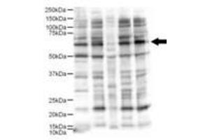 Image no. 1 for anti-Ajuba LIM Protein (AJUBA) (AA 224-239) antibody (ABIN199954) (AJUBA antibody  (AA 224-239))