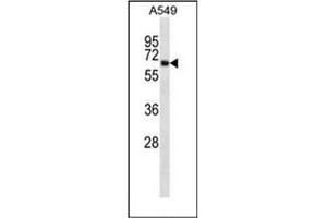 Western blot analysis of KCNA3 Antibody (Center) in A549 cell line lysates (35ug/lane). (KCNA3 antibody  (Middle Region))