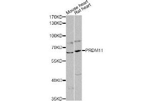 Western blot analysis of extracts of various cell lines, using PRDM11 antibody (ABIN6290764) at 1:1000 dilution. (PRDM11 antibody)