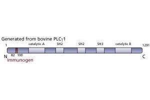 Image no. 3 for anti-phospholipase C, gamma 1 (PLCG1) (AA 82-100) antibody (ABIN967699) (Phospholipase C gamma 1 antibody  (AA 82-100))