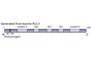Image no. 3 for anti-phospholipase C, gamma 1 (PLCG1) (AA 82-100) antibody (ABIN967699)
