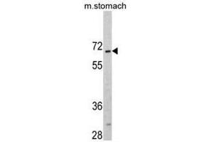 Image no. 1 for anti-CAMP Responsive Element Binding Protein 3-Like 1 (CREB3L1) (AA 488-517), (C-Term) antibody (ABIN452874) (CREB3L1 antibody  (C-Term))