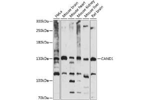 Western blot analysis of extracts of various cell lines, using C antibody (ABIN7266546) at 1:1000 dilution. (CAND1 antibody  (AA 750-980))