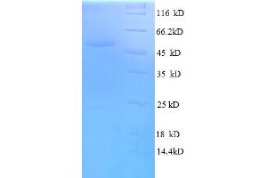 SDS-PAGE (SDS) image for serine/arginine-Rich Splicing Factor 9 (SFRS9) (AA 1-221), (full length) protein (GST tag) (ABIN4975687)