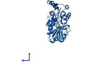 AlphaFold protein structure predicition of Human Recombinant ALDH3B2 Protein, UniprotID P48448 (ALDH3B2 Protein (AA 1-385) (His tag))