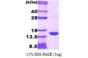 Figure annotation denotes ug of protein loaded and % gel used. (PMP2 Protein (AA 1-132))