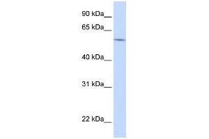Western Blot showing A1BG antibody used at a concentration of 1-2 ug/ml to detect its target protein. (A1BG antibody  (N-Term))