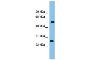 WB Suggested Anti-MEF2D Antibody Titration: 0.