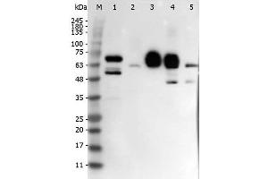 Western Blot of Rabbit anti-DELTA-4 antibody. (DLL4 antibody  (Internal Region))