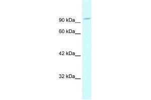 GRIP1 antibody (20R-1077) used at 0. (GRIP1 antibody  (N-Term))