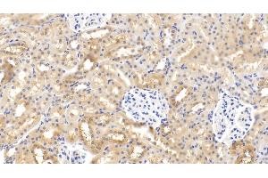 Immunohistochemistry (IHC) image for anti-Relaxin 3 (RLN3) (AA 1-140) antibody (ABIN7427636)