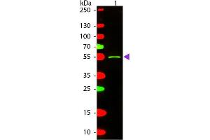 Western blot of Texas conjugated Rabbit Anti-Mouse IgG2a (Gamma 2a chain) secondary antibody. (Rabbit anti-Mouse IgG2a (Heavy Chain) Antibody (Texas Red (TR)) - Preadsorbed)