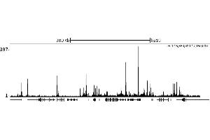 ChIP DNA-Sequencing (ChIP-seq) image for anti-Retinoblastoma Binding Protein 5 (RBBP5) (C-Term) antibody (ABIN7449051) (RBBP5 antibody  (C-Term))