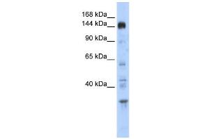 WB Suggested Anti-PER2 Antibody Titration:  0. (PER2 antibody  (Middle Region))