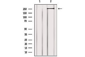 Western blot analysis of extracts from 3t3, using MYO9B Antibody. (MYO9B antibody  (N-Term))