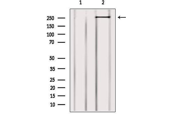MYO9B antibody  (N-Term)