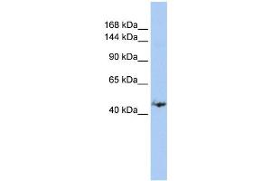 WB Suggested Anti-GREB1 Antibody Titration:  0. (GREB1 antibody  (Middle Region))