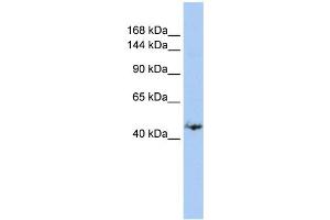 WB Suggested Anti-GREB1 Antibody Titration:  0.