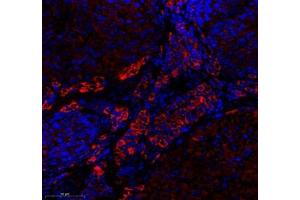 Immunofluorescence of paraffin embedded mouse ovary using EMCN (ABIN7073818) at dilution of 1: 600 (350x lens) (Endomucin antibody)