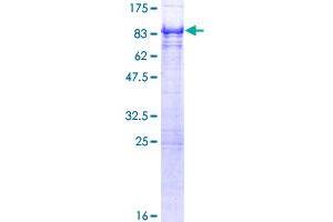 PICALM Protein (AA 1-610) (GST tag)