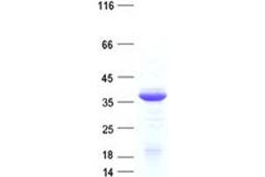 Validation with Western Blot (NSL1 Protein (His tag))
