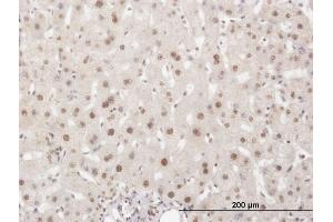 Immunoperoxidase of monoclonal antibody to ELAVL1 on formalin-fixed paraffin-embedded human liver. (ELAVL1 antibody  (AA 1-100))
