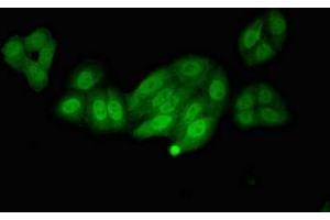 Immunofluorescent analysis of HepG2 cells using ABIN7146747 at dilution of 1:100 and Alexa Fluor 488-congugated AffiniPure Goat Anti-Rabbit IgG(H+L)