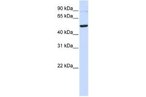TINF2 antibody used at 1 ug/ml to detect target protein. (TINF2 antibody)