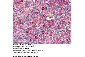 Immunohistochemistry with Human Spleen lysate tissue at an antibody concentration of 5. (BCL11A antibody  (N-Term))