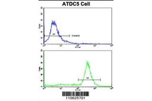 Flow cytometric analysis of ATDC5 cells using PHB1 Antibody (N-term)(bottom histogram) compared to a negative control cell (top histogram). (Prohibitin antibody  (N-Term))