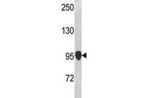 Western blot analysis of anti-NLRP12 antibody and mouse testis tissue lysate (NLRP12 antibody)