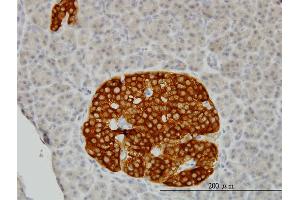 Immunoperoxidase of monoclonal antibody to RAB3B on formalin-fixed paraffin-embedded human pancreas. (RAB3B antibody  (AA 120-219))