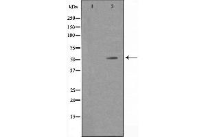 Western blot analysis of extracts from A549 cells using RAB11FIP2 antibody.