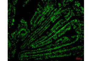 Immunofluorescence (IF) analysis of paraffin-embedded Mouse Colonic tissue. (CD4 antibody)