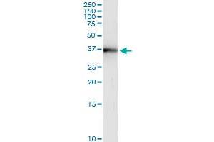 Immunoprecipitation of BOLL transfected lysate using anti-BOLL MaxPab rabbit polyclonal antibody and Protein A Magnetic Bead , and immunoblotted with BOLL MaxPab mouse polyclonal antibody (B01) . (BOLL antibody  (AA 1-295))