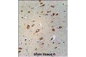 C Antibody (C-term) (ABIN654738 and ABIN2844425) immunohistochemistry analysis in formalin fixed and paraffin embedded human brain tissue followed by peroxidase conjugation of the secondary antibody and DAB staining. (WDPCP antibody  (C-Term))