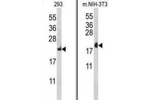 Western blot analysis of RPL18A Antibody (C-term) (ABIN653086 and ABIN2842682) in 293, mouse NIH-3T3 cell line lysates (35 μg/lane). (RPL18A antibody  (C-Term))