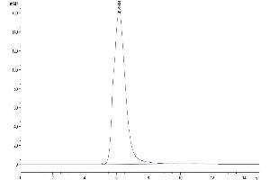 The purity of Human TSLPR is greater than 95 % as determined by SEC-HPLC. (CRLF2 Protein (Fc Tag))