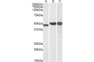 ABIN184872 (0. (NDRG1 antibody  (C-Term))